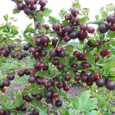 Крыжовник "Черносливовый" / Ribes uva-crispa "Chernoslivoviy"