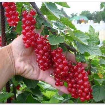 Смородина красная "Ненаглядная" / Ribes rubrum "Nenaglyadnaya"