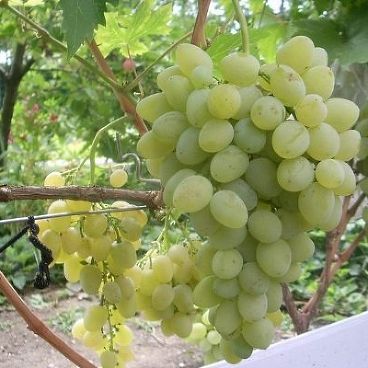 Виноград "Восторг" / Vitis vinifera "Vostorg"
