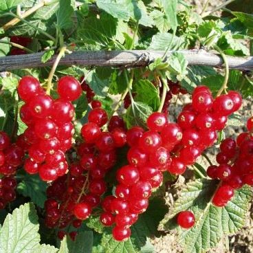 Смородина красная "Мармеладница"/ Ribes rubrum "Marmeladnica"