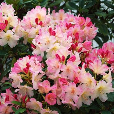 Рододендрон якушиманский "Перси Вайзмен" / Rhododendron yakushimanum "Percy Wiseman"