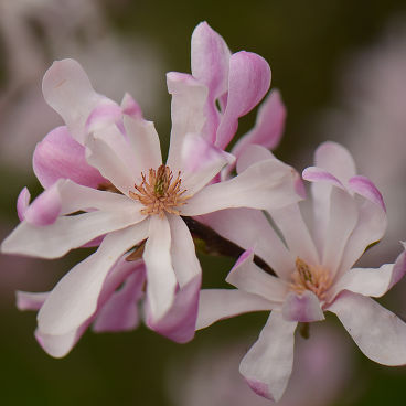 Магнолия звёздчатая "Розея" / Magnolia stellata "Rosea"