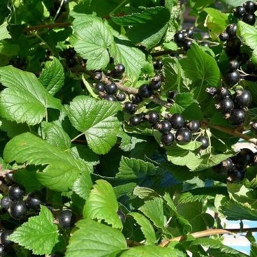 Смородина черная "САХАРНАЯ" / Ribes nigrum "Saharnaya"