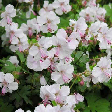 Герань кантебрийская "Сеинт Ола"/ Geranium cantabrigiense "Saint Ola"