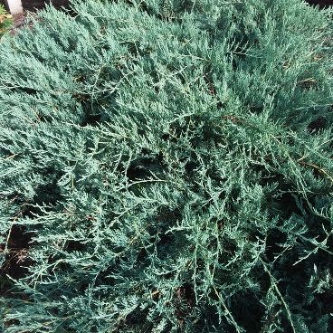 Можжевельник казацкий "Блю Спаркл" / Juniperus sabina "Blue Sparkle"