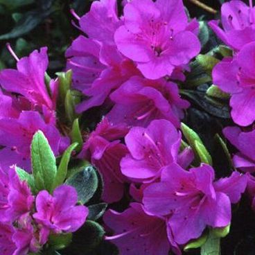 Азалия японская "Перпл Сплендор"/ Rhododendron obtusum "Purple Splendour"