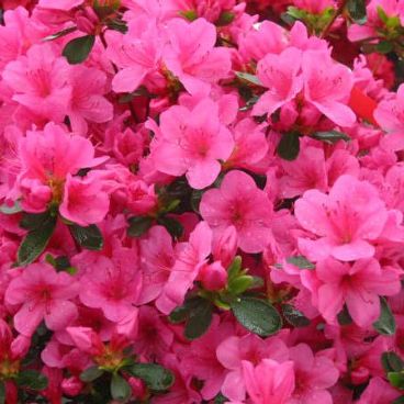 Азалия японская "Конни" / Rhododendron obtusum "Conny"