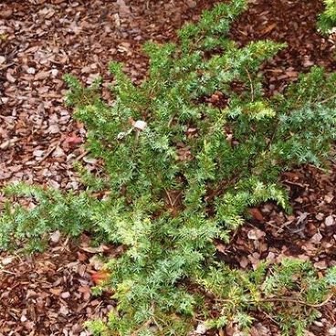 Можжевельник обыкновенный "Кенвиз Кастл" / Juniperus communis "Kenwith Castle"