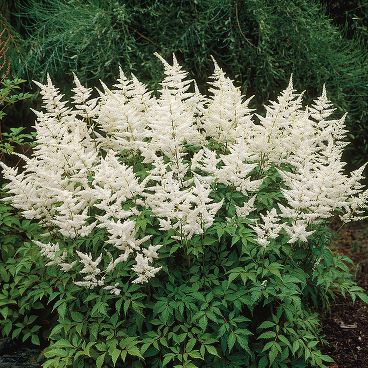 Астильба японская "Вашингтон" /Astilbe japonica "Washington"