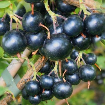 Смородина черная "Черный Жемчуг" / Ribes nigrum "Cherny Zhemchug"