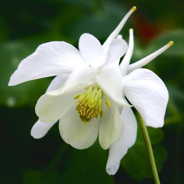 Аквилегия голубая "Спринг Мэджик Уайт" / Aquilegia caerulea "Spring Magic White"