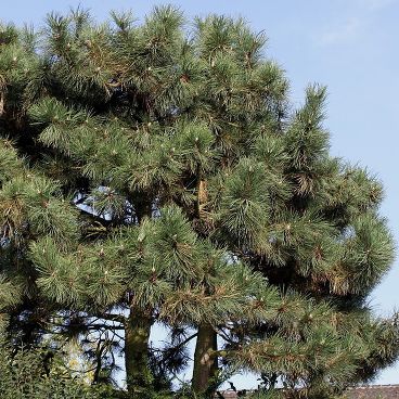 Сосна черная / Pinus nigra austriaca