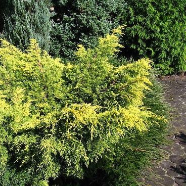 Можжевельник средний "Кинг оф Спринг" / Juniperus media "King of Spring"