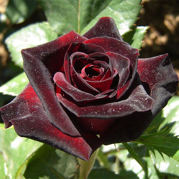 Роза "Блэк Баккара"/ Rosa "Black Baccara"