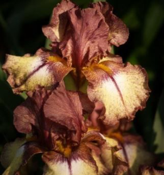 Ирис германский "Бургунди Браун" / Iris germanica "Burgundy Brown"