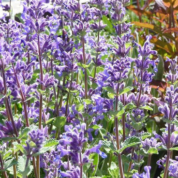 Котовник крупноцветковый "Блю Дануб"/ Nepeta grandiflora "Blue Danube"