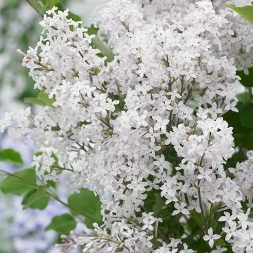 Сирень Мейера "Флауэрфест", (White) / Syringa meyeri "Flowerfiesta" (White)