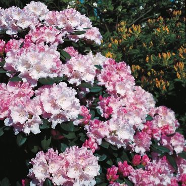 Рододендрон якушиманский "Силберволке" / Rhododendron yakushimanum "Silberwolke"