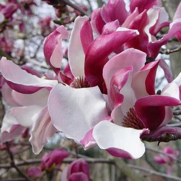 Магнолия суланжа "Пикчер" / Magnolia soulangiana "Picture"