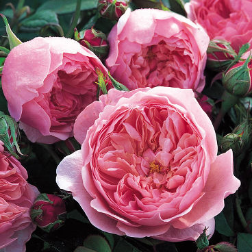 Роза "Алнвик Роз" / Rosa "The Alnwick Rose"