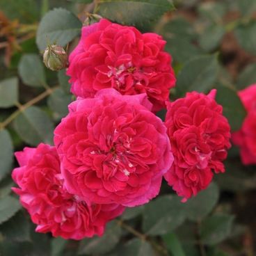 Роза "Кримсон Винтерджевел" / Rosa "Crimson Winterjewel"