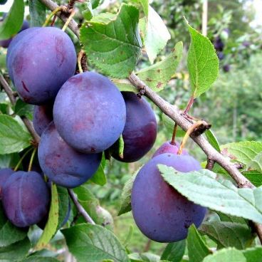 Слива домашняя "Евразия-21"/ Prunus domestica "Evraziya-21"