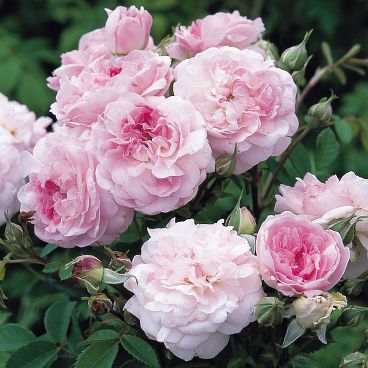 Роза "Роузмур" / Rosa "Rosemoor"