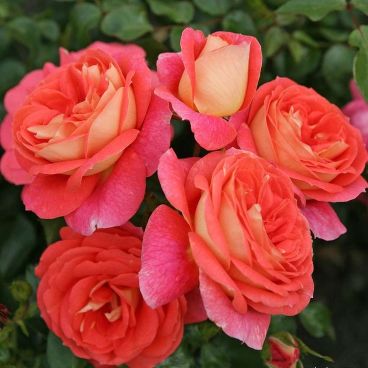 Роза "Соммерсон" / Rosa "Sommersonne"