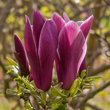 Магнолия лилиецветная "Нигра" / Magnolia liliflora "Nigra"