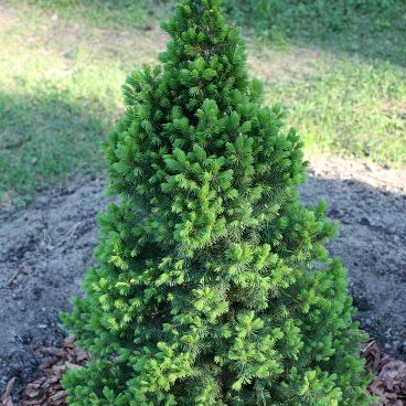 Ель канадская "Коника Десембер" / Picea glauca "Conica December"