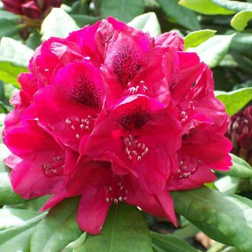 Рододендрон "Лорд Робертс"/ Rhododendron "Lord Roberts"
