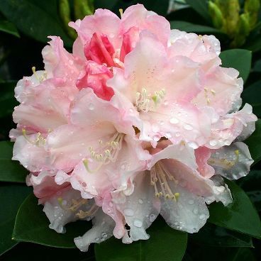 Рододендрон якушиманский "Дримлэнд" / Rhododendron yakushimanum "Dreamland"
