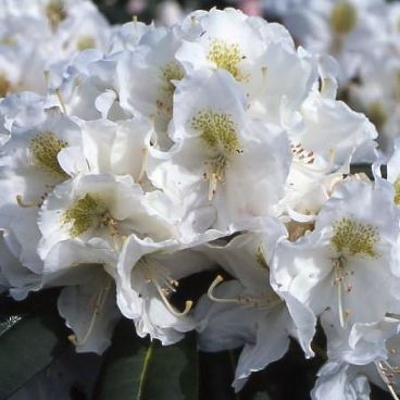 Рододендрон якушиманский "Порцеллан"/ Rhododendron yakushimanum "Porzellan"