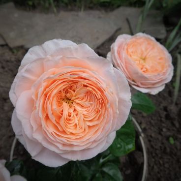Роза "Домен де Шантильи"/ Rosa "Domaine de Chantilly"