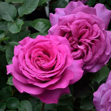 Роза "Шартрез де Парм"/ Rosa "Chartreuse de Parme"