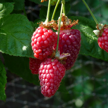 Ежемалина "Букингем Тайберри"/ Rubus fruticosus "Bukinhem Tayberry"
