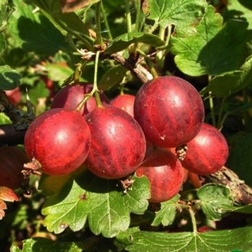 Крыжовник "Раволт"/ Ribes uva-crispa "Ruvolt"