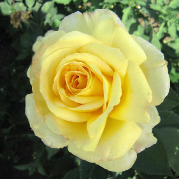 Роза "Голден Силк"/ Rosa "Golden Silk"