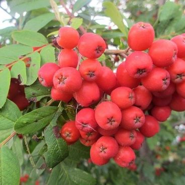 Рябина плодовая "Невежинская"/ Sorbus aucuparia "Nevezhinskaja"