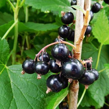 Смородина черная "Бен Тибен"/ Ribes nigrum "Ben Tiben"