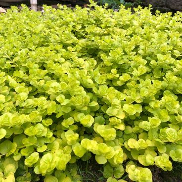 Вербейник монетчатый "Голдилокс"/ Lysimachia nummularia "Goldilocks"