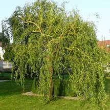 Ива извилистая / Salix tortuosa