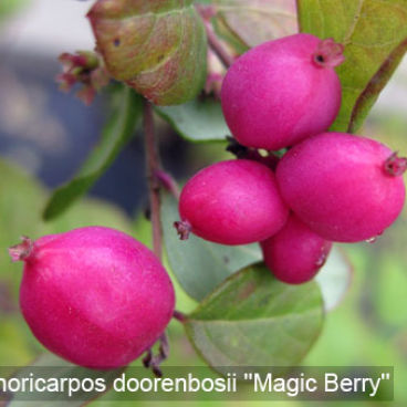 Снежноягодник Доренбоза "Мэджик Берри" / Symphoricarpos doorenbosii "Magic Berry"