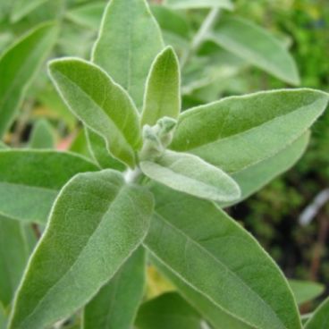 Лох узколистный / Elaeagnus angustifolia