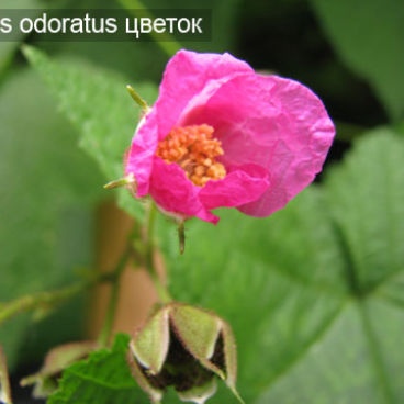 Малина душистая / Rubus odoratus 