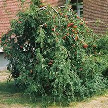 Рябина обыкновенная "Пендула" / Sorbus aucuparia "Pendula"