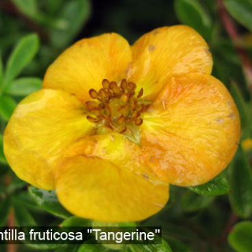 Лапчатка кустарниковая "Танжерин" / Potentilla fruticosa "Tangerine"
