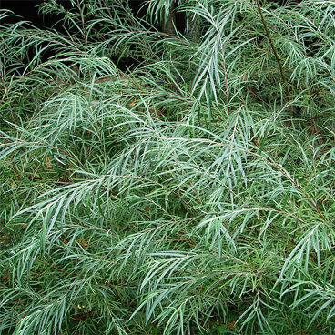 Ива розмаринолистная / Salix rosmarinifolia