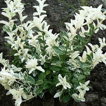 Бересклет форчуна "Арлекин" / Euonymus fortunei "Harlequin"