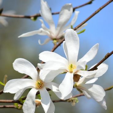 Магнолия Кобус / Magnolia kobus